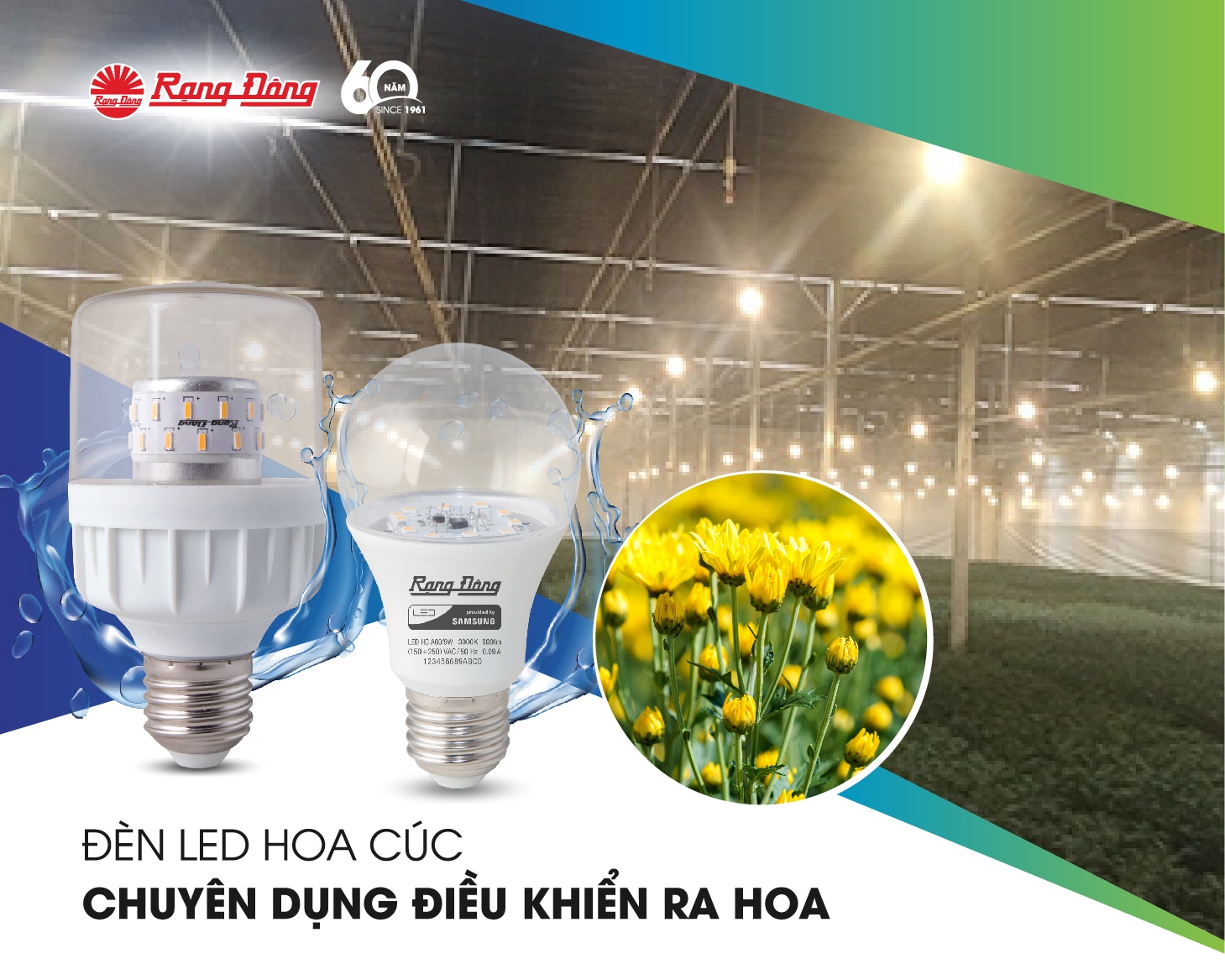 Chiếu sáng trồng hoa cúc