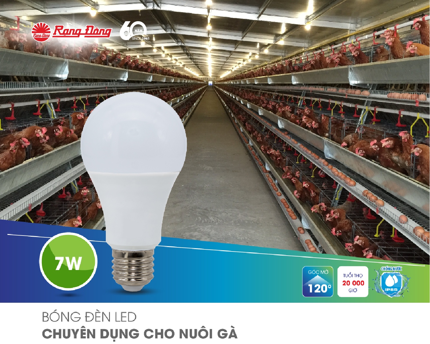 Chiếu sáng chăn nuôi gà thịt