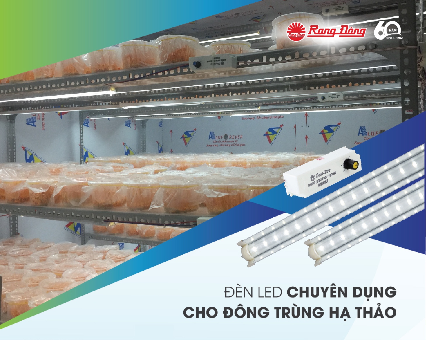 Chiếu sáng nuôi đông trùng hạ thảo